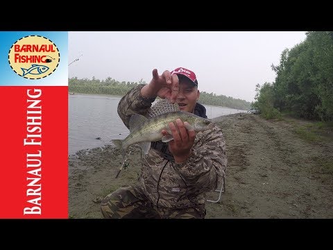 Видео: ОБСКАЯ ПРОТОКА.РЫБАЛКА НА ОБИ.СУДАК.