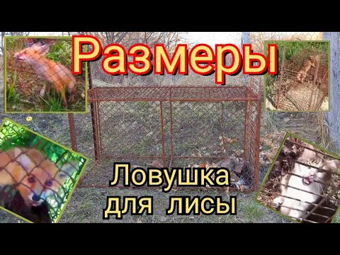 Видео: 🦊 Размеры, конструкция ловушки для лисы. 🦊 Как поймать лису. 🦊