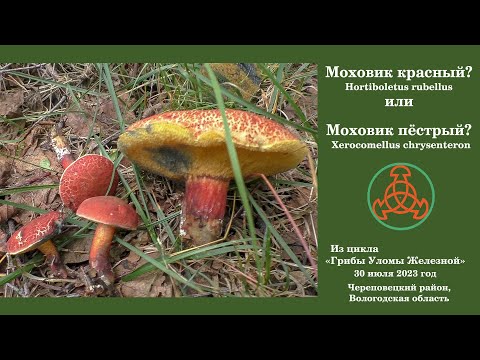 Видео: Моховик красный? или Моховик трещиноватый? -  Hortiboletus rubellus или  Xerocomellus chrysenteron?