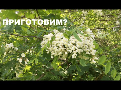 Видео: Цветы БЕЛОЙ АКАЦИИ: 5 вкусных рецептов