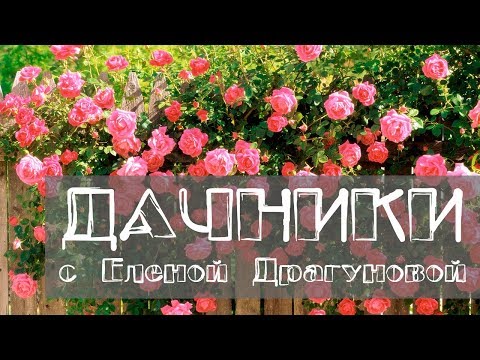 Видео: Дачники. Как вырастить плетистую розу в Сибири. Как правильно ухаживать за пионами