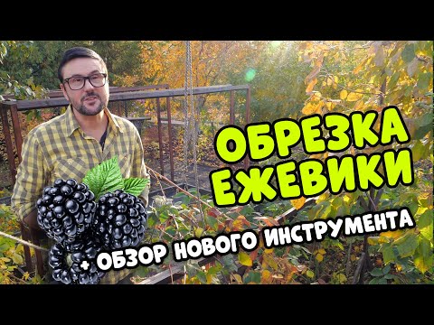 Видео: Срочно сделайте это с ежевикой! Как подготовить ежевику к зиме?