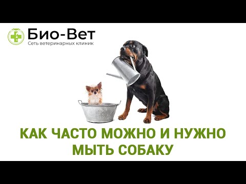 Видео: Как часто можно и нужно мыть собаку. Советы ветеринара