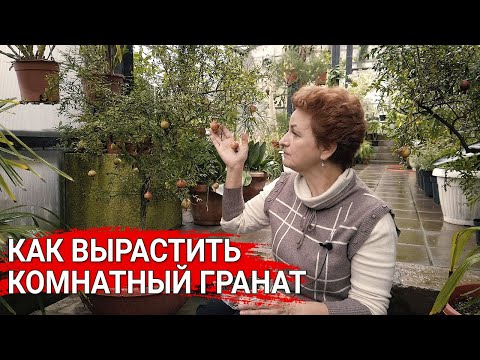 Видео: Как вырастить комнатный гранат