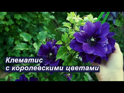 Видео: Клематис Шин Шигоку: великолепный и вместе с тем неприхотливый сорт