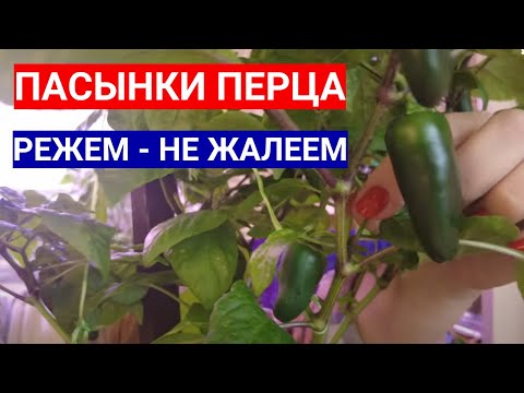 Видео: ПЕРЦЫ НЕ ЛЮБЯТ ПАСЫНКИ - СХЕМА ПАСЫНКОВАНИЯ И ФОРМИРОВКИ КУСТА ПЕРЦА В ТЕПЛИЦЕ И ОТКРЫТОМ ГРУНТЕ