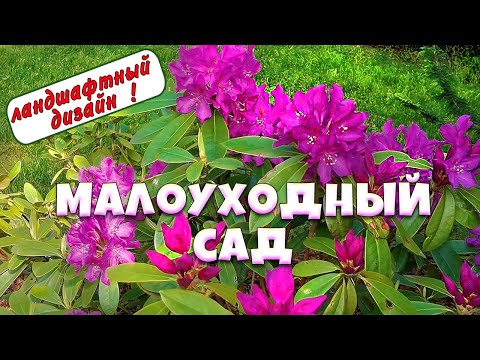 Видео: Малоуходный сад, цветущие рододендроны и советы ландшафтного дизайнера 🌺🌺🌺 8 соток💥