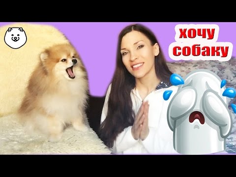 Видео: КАК УГОВОРИТЬ РОДИТЕЛЕЙ КУПИТЬ СОБАКУ #янабри