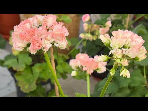 Видео: ЮЗИС Морошка и другие герани. Осенний обзор