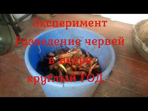 Видео: #Эксперимент. #Разведение червей в ведре