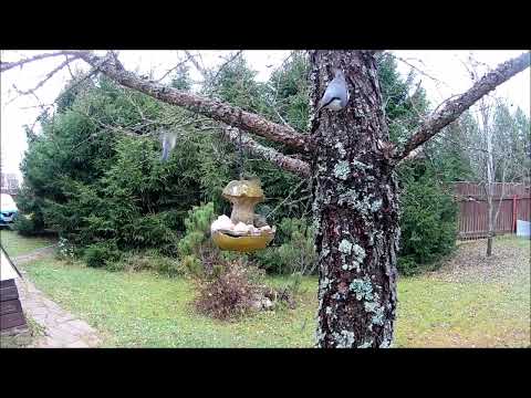 Видео: Кормушка для птиц Яблоко 03-11-25