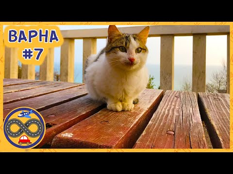 Видео: Народные болгарские танцы и Голодные болгарские кошки