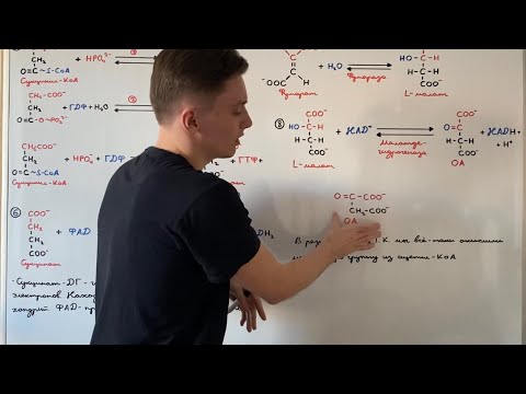 Видео: Цикл Кребса: 5-8 реакции