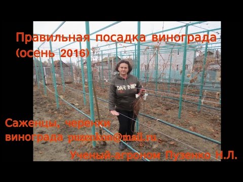 Видео: Правильная посадка саженцев винограда осенью