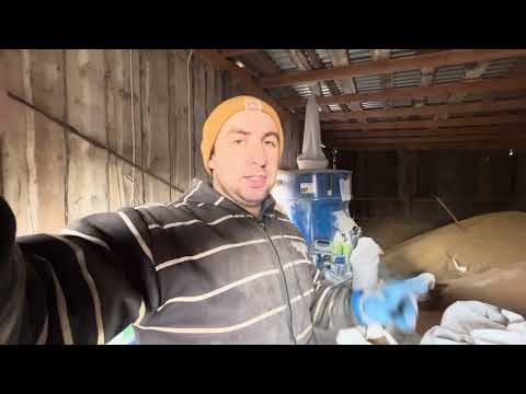 Видео: ЦІНИ на Зерно, КУКУРУДЗА 🌽 Ціна🔥 Температура В Свинарнику, Опорос і збереження🐖