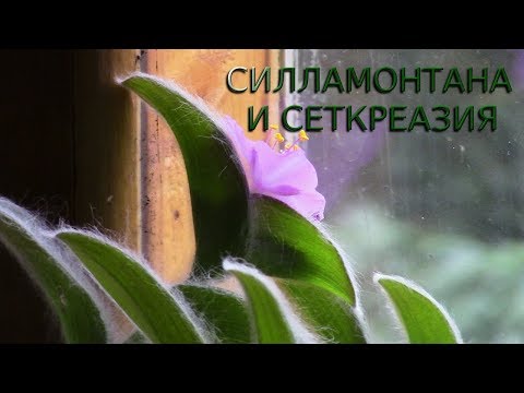 Видео: ТРАДЕСКАНЦИИ СИЛЛАМОНТАНА И СЕТКРЕАЗИЯ В ЦВЕТУ!