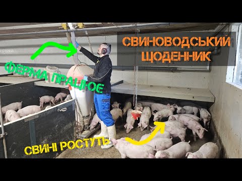 Видео: Свині ростуть, ферма на місці. Звіт по роботі.