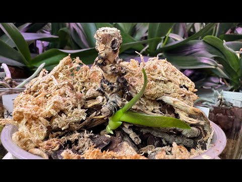 Видео: Пеньки этого лета 🪵 Как появились детки 🌱 Возрождение любимых сортов 🍀 Сорта в описании 👇
