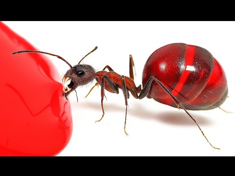 Видео: Самые безумные видеоролики с насекомыми в Интернете...
