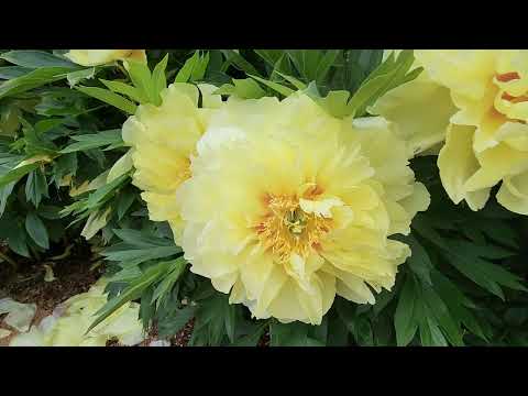 Видео: Пионы 2025