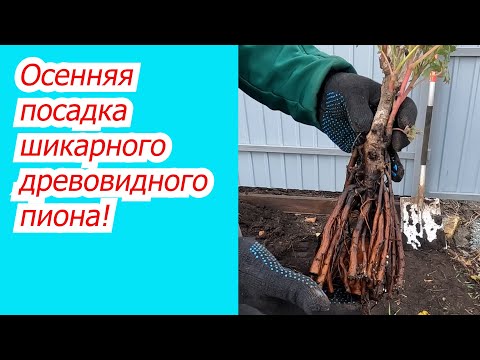 Видео: Как вырастить шикарный древовидный пион на участке. Осенняя посадка.