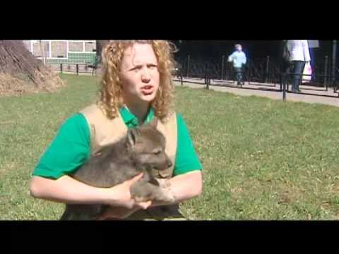 Видео: Рысь Нелли 16-25