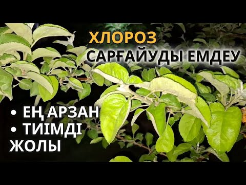 Видео: Темір Хелатын қолдан Дайындау | хлороз емдеудің тиімді жолы