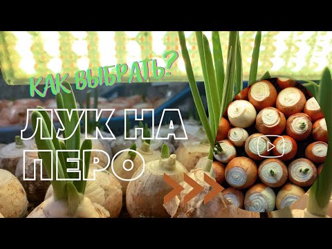Видео: Как выбрать лук на перо! РЕКОМЕНДАЦИЯ