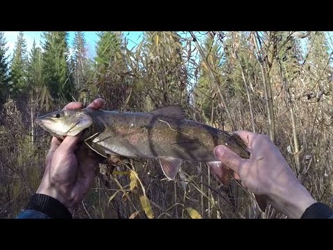 Видео: Таёжная речка 2. Любопытный Соболь.