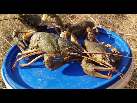 Видео: Охота за РАКАМИ в ОКТЯБРЕ.Результат Удивил.Эти МОНСТРЫ ЛЕЗУТ на эту ПРИМАНКУ