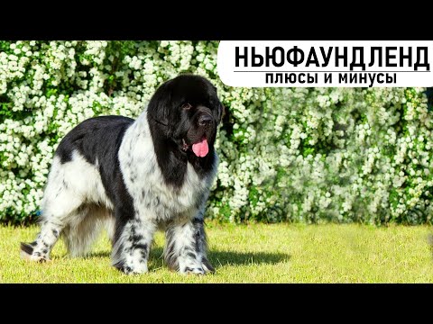 Видео: НЬЮФАУНДЛЕНД. Плюсы и минусы породы NEWFOUNDLAND