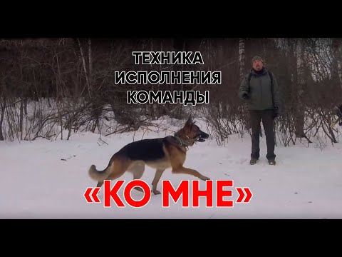 Видео: Команда "Ко мне", наказание и поощрение игрой, команда "Сидеть"