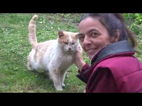 Видео: Централни ъгли, дъги и хорди