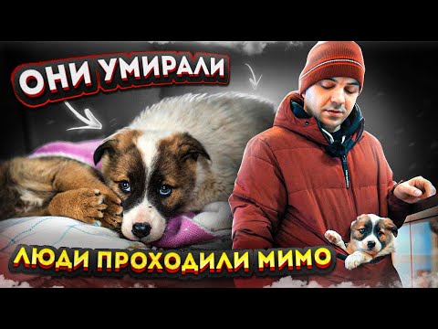 Видео: Люди проходили мимо погибающих ЩЕНКОВ, мы спасли кого смогли...