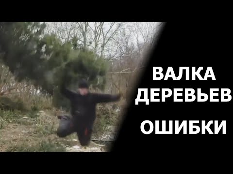 Видео: Ошибки и последствия при неправильной валке деревьев!