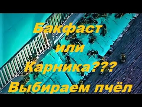 Видео: Бакфаст или Карника. Какую породу Пчёл Выбрать?