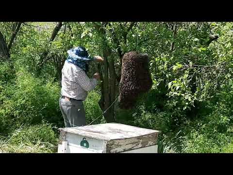 Видео: Метод Стоянова. Снятие роёв, практически с любой высоты. #мед #пчеловодство #пчелы