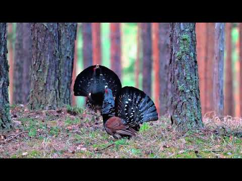 Видео: Глухариные танцы