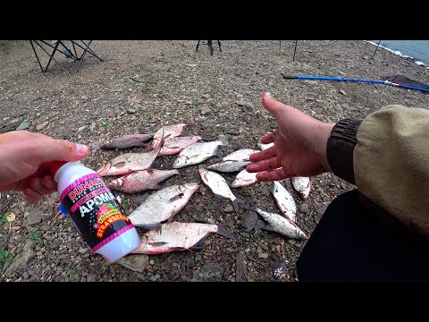 Видео: ПОДЛЕЩИК ПОРАДОВАЛ. РЫБАЛКА НА ВОЛЧИХЕ. ФИДЕР.