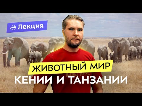 Видео: Сафари: красивое и опасное путешествие. Животные Кении и Танзании, уникальная природа