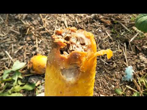 Видео: Обзор сада и прочее на 31 октября 