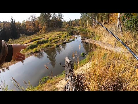 Видео: Незабываемая Рыбалка на Дикой лесной реке! Ловля Щуки на спиннинг в откябре