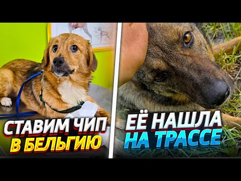 Видео: Забирают собачку у бабушки🙈 Нашла на трассе пса с отрезанными ушами🤦‍♀️