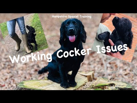 Видео: Три проблемы с рабочими кокер-спаниелями