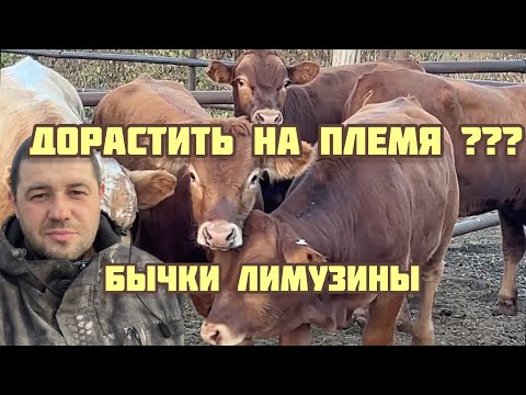 Видео: Купили Быков лимузинов
