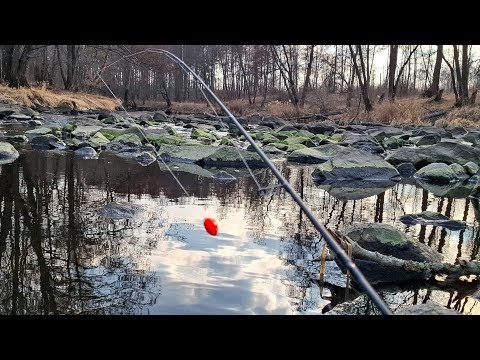 Видео: Сьогодні каміння мій Союзник.Під ним Дебелі плітки топлять Попла-Попер