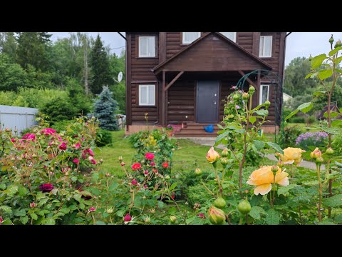 Видео: Дачные будни 6 июля. Начало цветения роз.