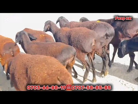 Видео: 18 баш Гиссар Койлор Чыкты🙋🏻‍♂️🚚🔥✅
