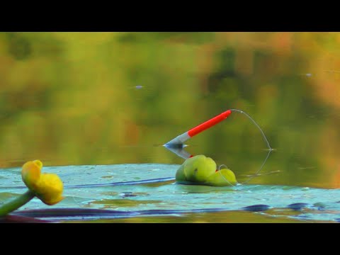 Видео: КІЛОГРАМОВІ ЛИНИ на ПОПЛАВОК! КРУПНИЙ КАРАСЬ на Удочку!
