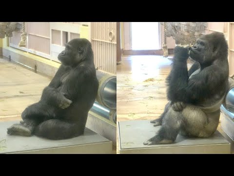Видео: Каков вес Шабани и Аи в настоящее время? ｜Горилла